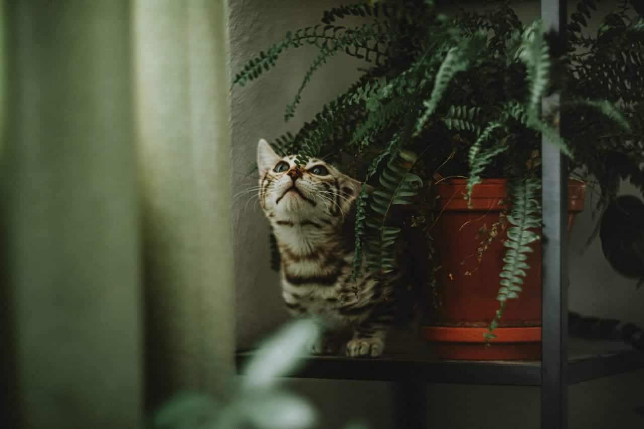 Cat looking up curiously at a potted fern on a shelf, emphasizing a cozy home environment.