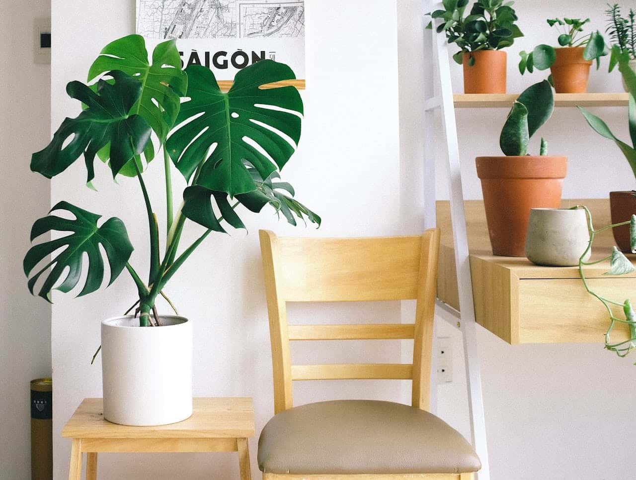 Monstera plant in a white pot beside a wooden chair, with potted plants on shelves in a bright interior setting, symbolizing a comfortable home environment relevant to owner financing discussions.
