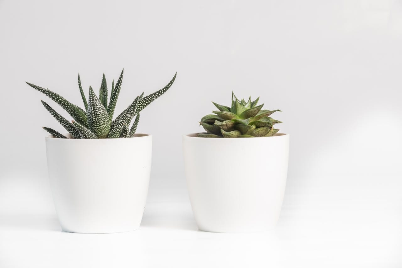 Succulent plants in white pots, representing home aesthetics and financial planning for buyers considering Contract for Deed homes.
